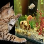 The Ultimate Guide to the Top 10 Aquarium Canister Filters