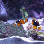 A Guide to Maintaining and Cleaning Ytheir Aquarium – A How To Guide