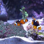 A Guide to Maintaining and Cleaning Your Aquarium – A How To Guide