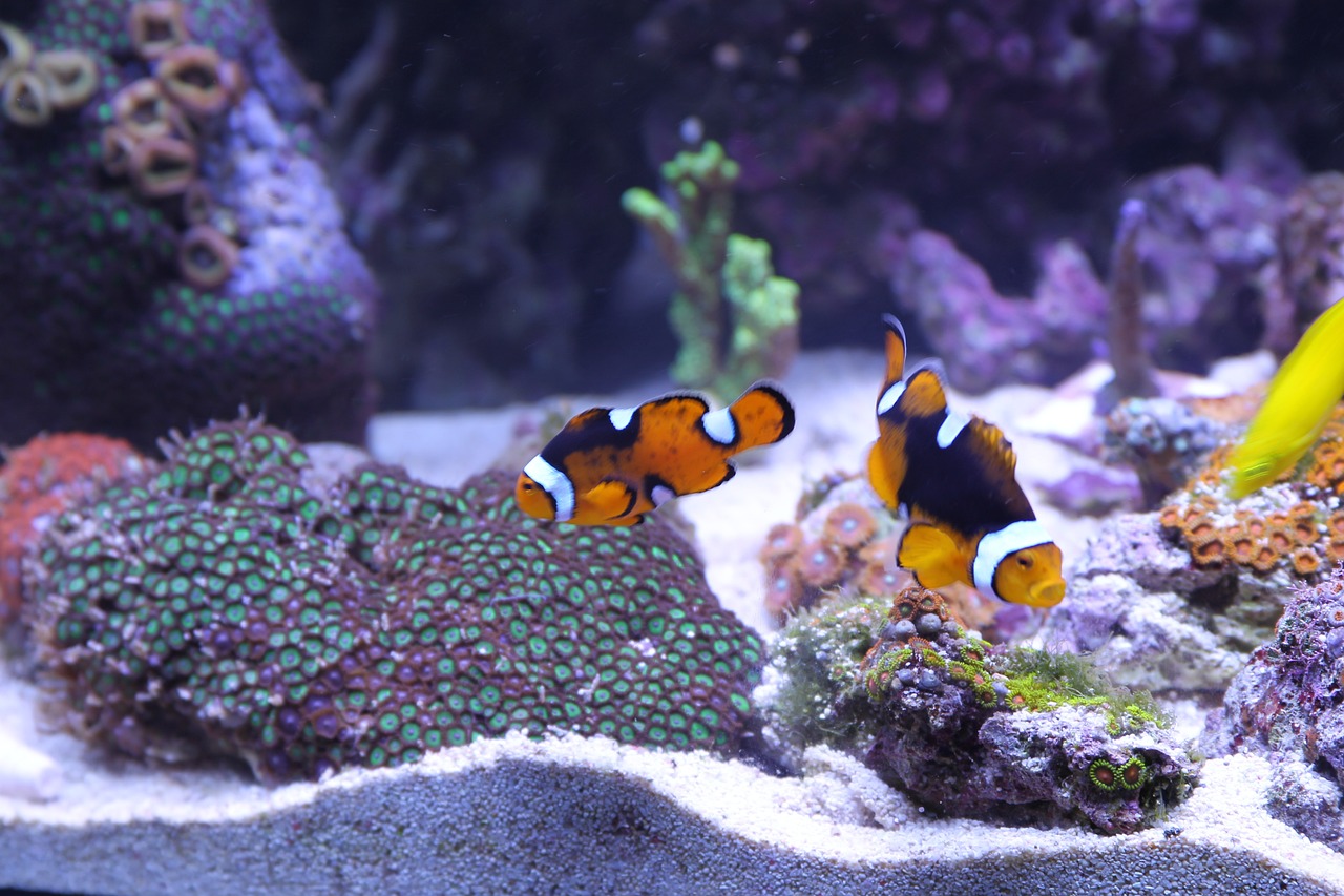 A Guide to Maintaining and Cleaning Your Aquarium – A How To Guide