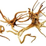 AzonAqua: Natural Spiderwood for Aquarium and Reptile Decor