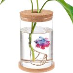 Mini Fish Bowls for Betta Fish – Betta Fish Tank