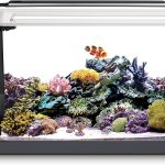 Fluval Sea Evo V Black Saltwater Fish Tank Kit, 5 gal