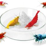 JOR Shrimp, Frog & Gecko Feed Bowl: Durable Glass Basin