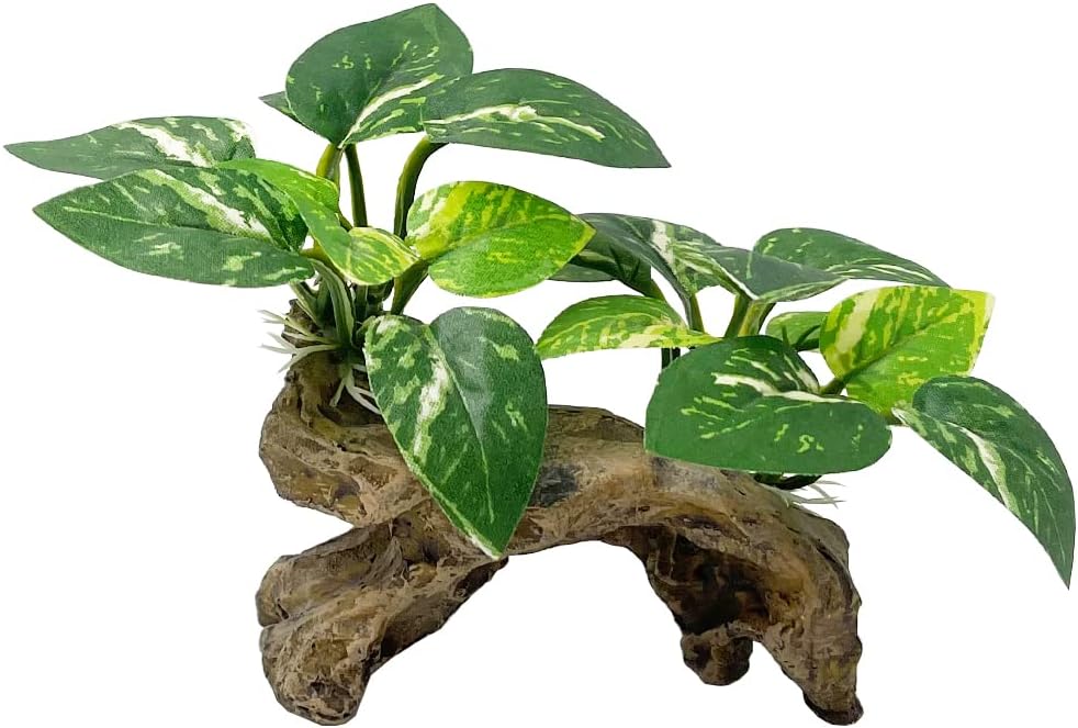 Smoothedo-Pets: Type-A Aquarium Decorations and Accessories