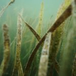 Guide to Keeping Ytheir Aquarium Algae-Free
