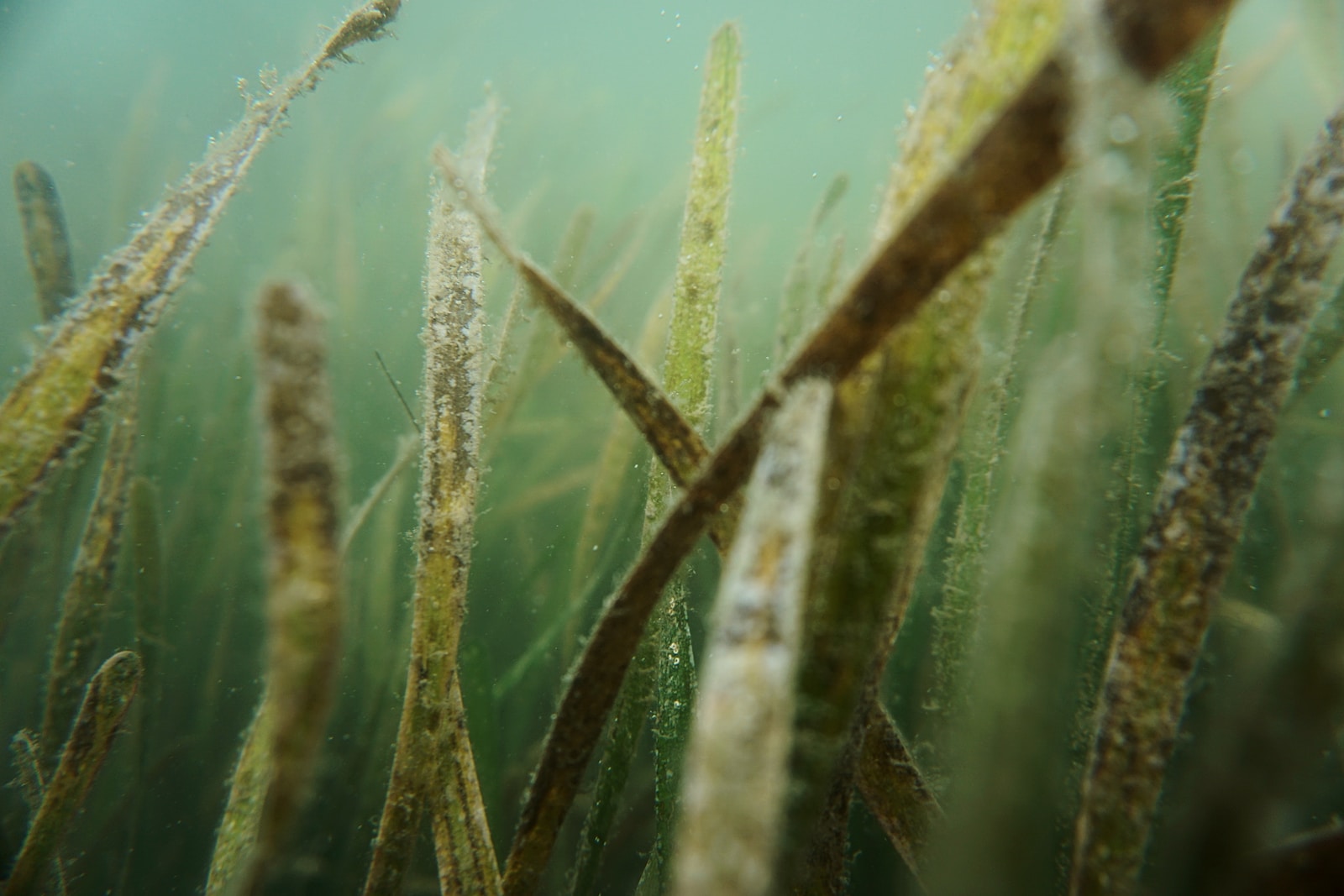 Guide to Keeping Ytheir Aquarium Algae-Free
