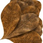 JOR Catappa Indian Almond Leaves: The Perfect Betta Fish Water Conditioner