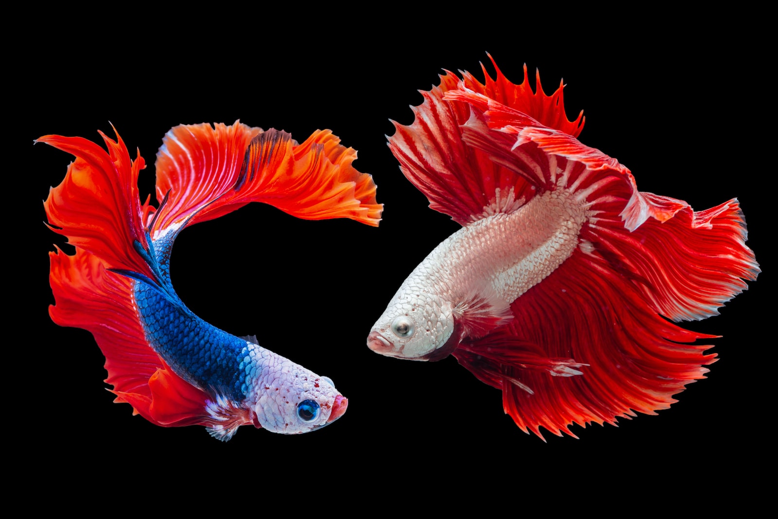 sick aquarium fish