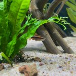 How to Successfully Set Up a New Aquarium from Scratch