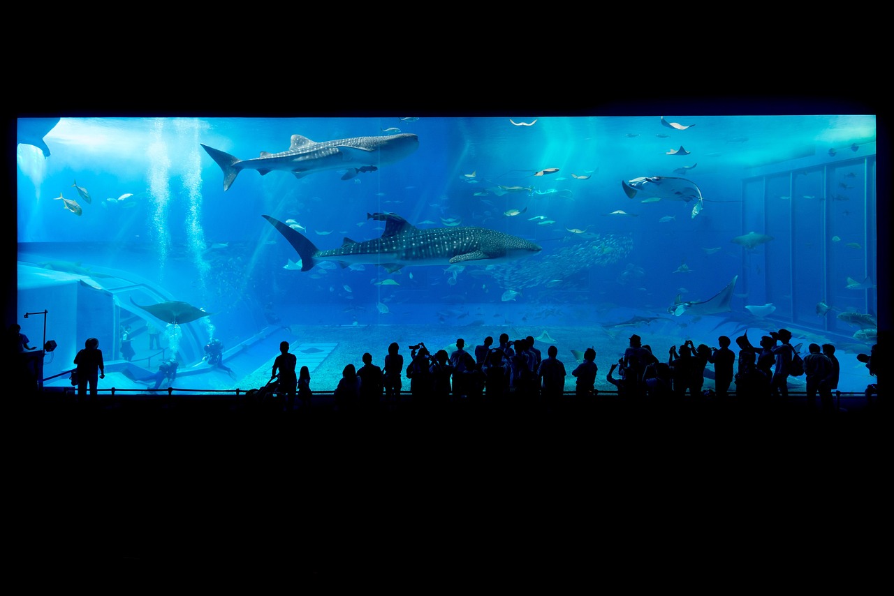 Proven Steps to Keep Ytheir Aquarium Algae-Free