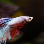 Step-by-Step Guide to Setting Up a Freshwater Aquarium