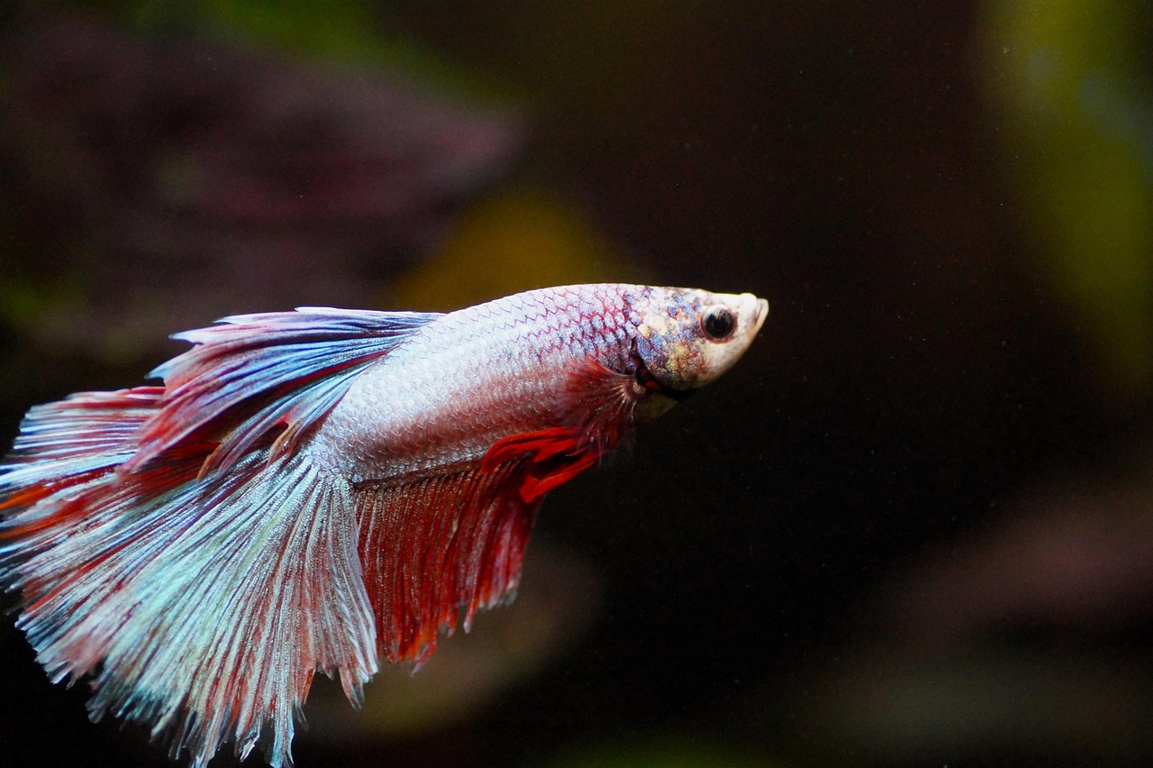 Step-by-Step Guide to Setting Up a Freshwater Aquarium