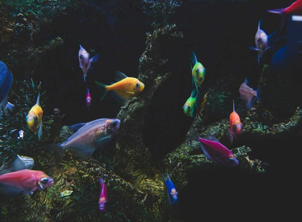 aquarium filter