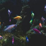 How to Choose the Best Canister Filter for Your Aquarium Setup