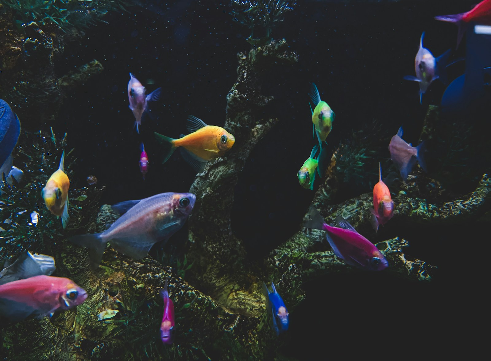 How to Choose the Best Canister Filter for Your Aquarium Setup