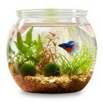 InnoHHustle 30 oz Unbreakable Mini Fish Bowl Aquarium Kit