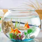 Clear 3pcs Plastic Fish Bowls – Multi-Use 5 Gallon Tanks