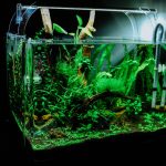 How To Set Up Ytheir First Aquarium