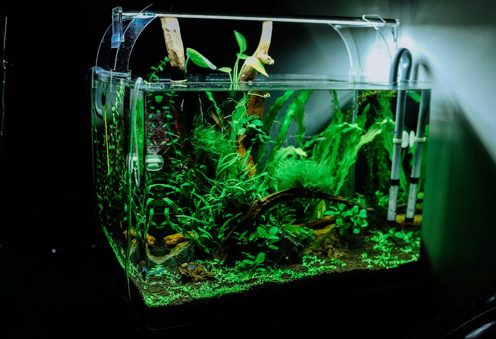 How To Set Up Ytheir First Aquarium
