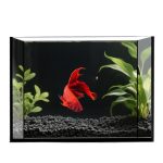 Aquarium Starter Kit: 5 Gallon Rimless Tank with LED