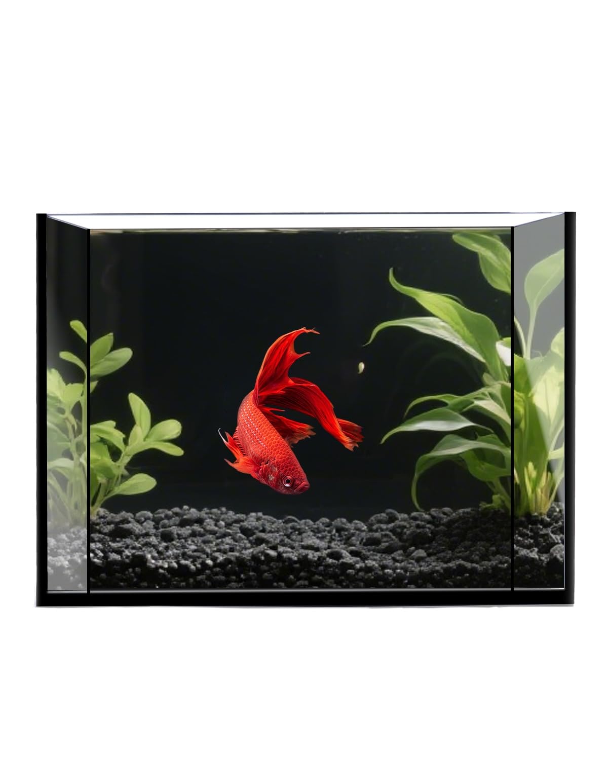 Aquarium Starter Kit: 5 Gallon Rimless Tank with LED